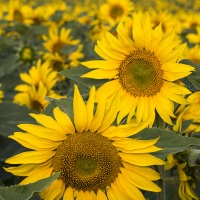 Champ de tournesols