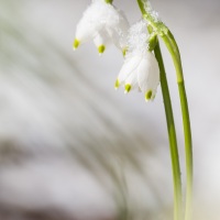 Nivéole de printemps