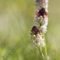 Orchis brulé