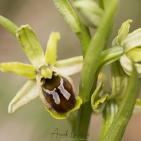 Ophrys petite araignée