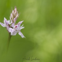 Orchis maculé