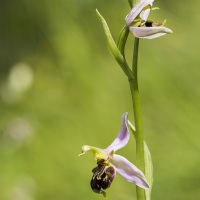 Ophrys abeille