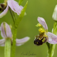 Ophrys abeille