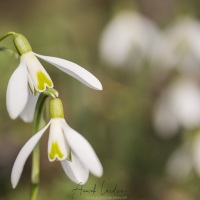 Perce-neige