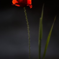 Coquelicots