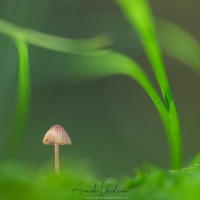 Champignons