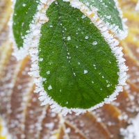 Feuilles givrées
