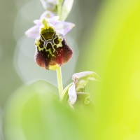 Ophris bourdon