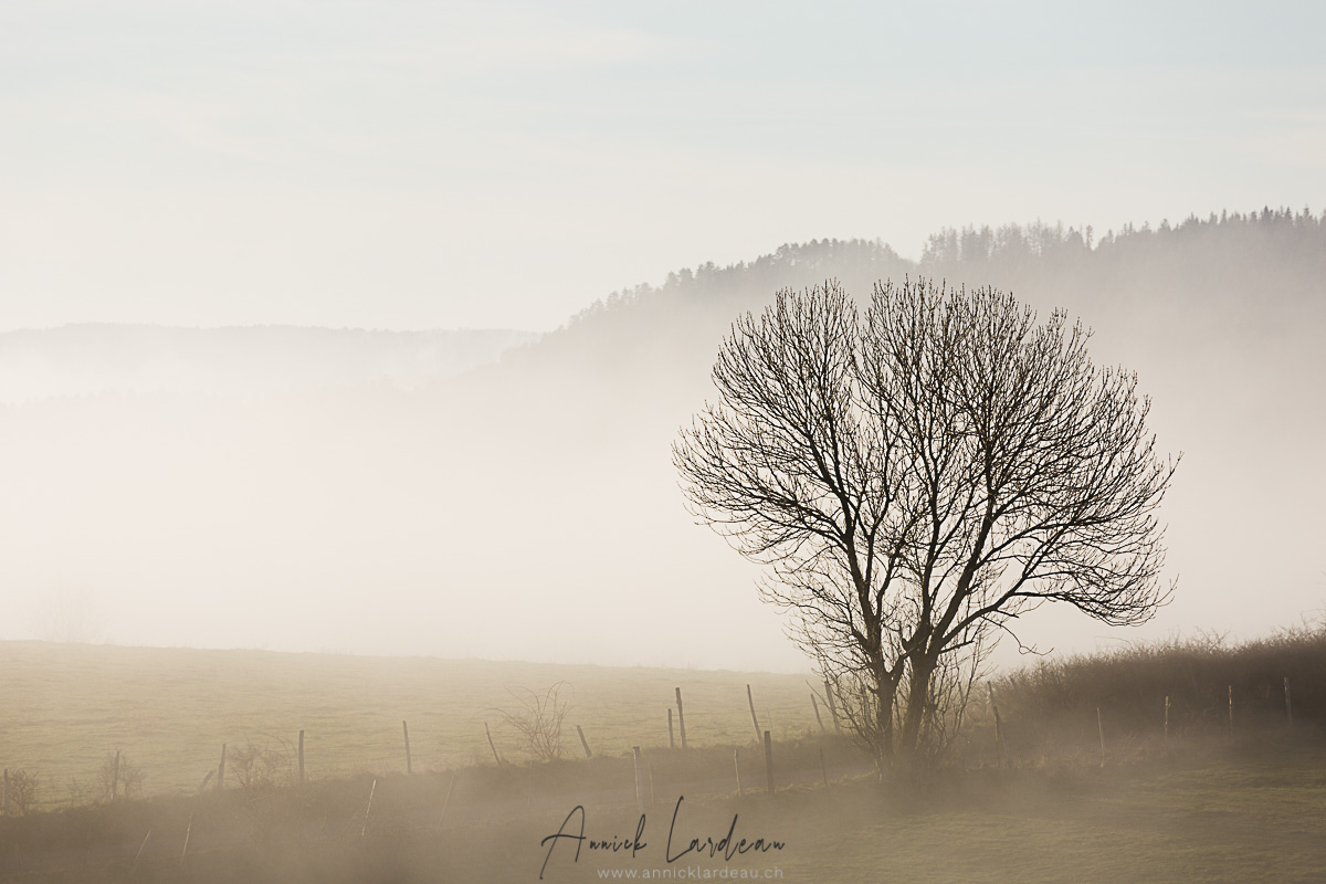 Brouillard matinal