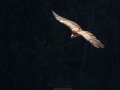 Vautour fauve