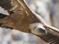 Vautour fauve