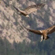 Vautour fauve