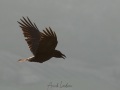 Grand corbeau
