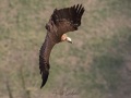Vautour fauve