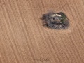 Cabane dans un labours