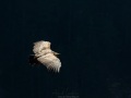 Vautour fauve