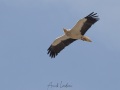 Vautour percnoptère