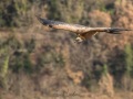 Vautour fauve
