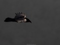 Grand corbeau