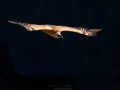 Vautour fauve