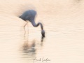 Flamant rose
