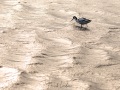 Avocette élégante