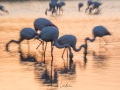 Flamant rose