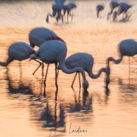 Flamant rose