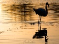 Flamant rose