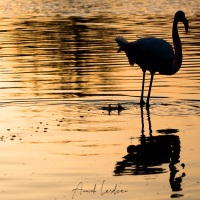 Flamant rose