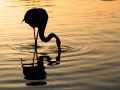 Flamant rose