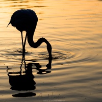 Flamant rose