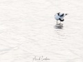 Avocette élégante