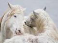 Cheval Camargue