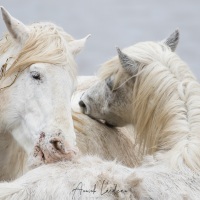 Cheval Camargue