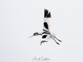 Avocette élégante