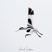 Avocette élégante