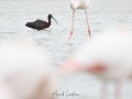 Ibis falcinelle