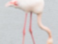 Flamant rose