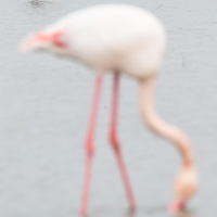 Flamant rose