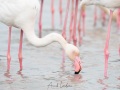 Flamant rose