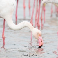 Flamant rose