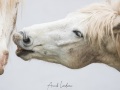 Cheval Camargue