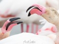 Flamant rose