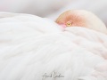 Flamant rose