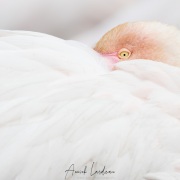 Flamant rose