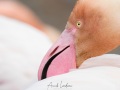 Flamant rose