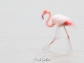 Flamant rose