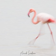 Flamant rose