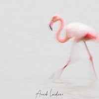 Flamant rose